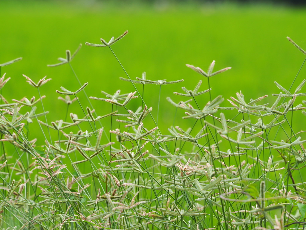 Dactyloctenium aegyptium (Durban crowfoot), non-native California grass