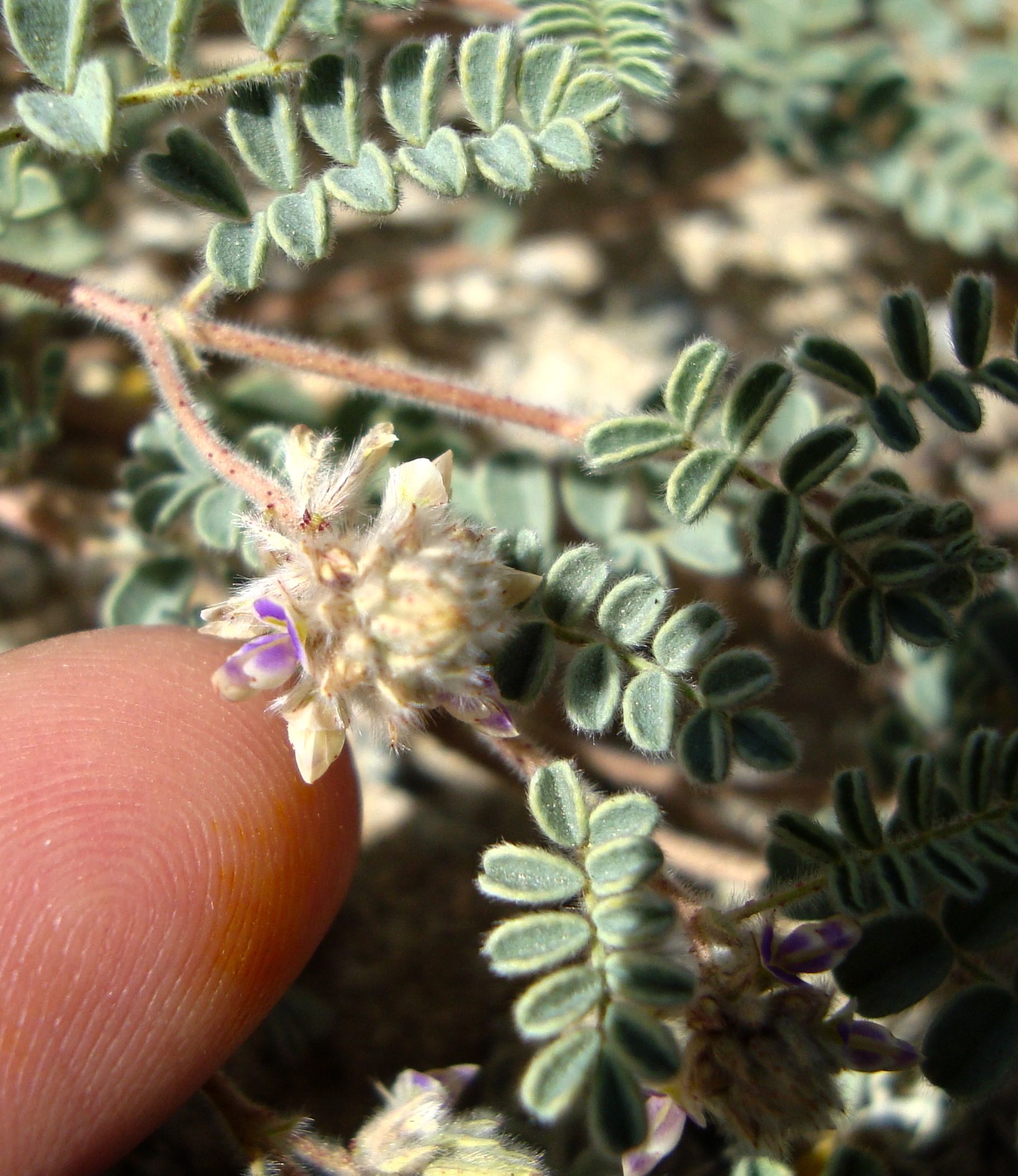 Dalea mollis (Hairy prairie clover), native California subshrub