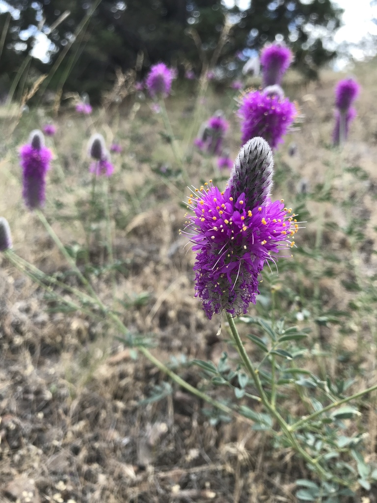 Dalea ornata (Ornate dalea), native California herb