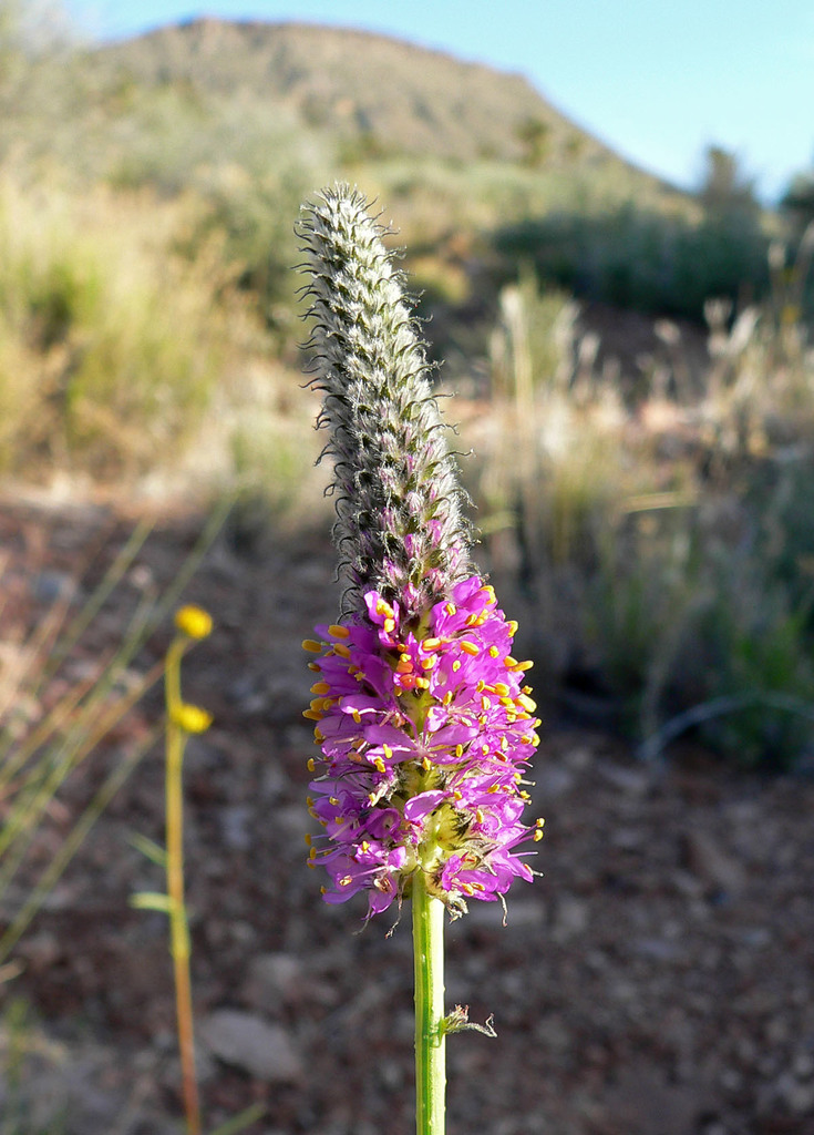 Dalea searlsiae (Searls' prairie clover), native California herb