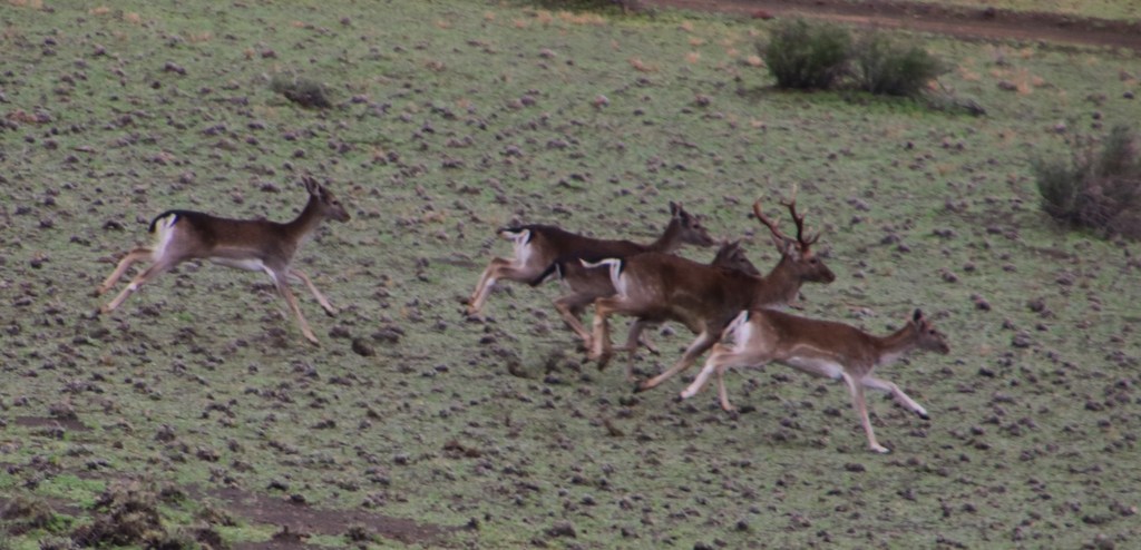 Dama dama (Fallow Deer), California species