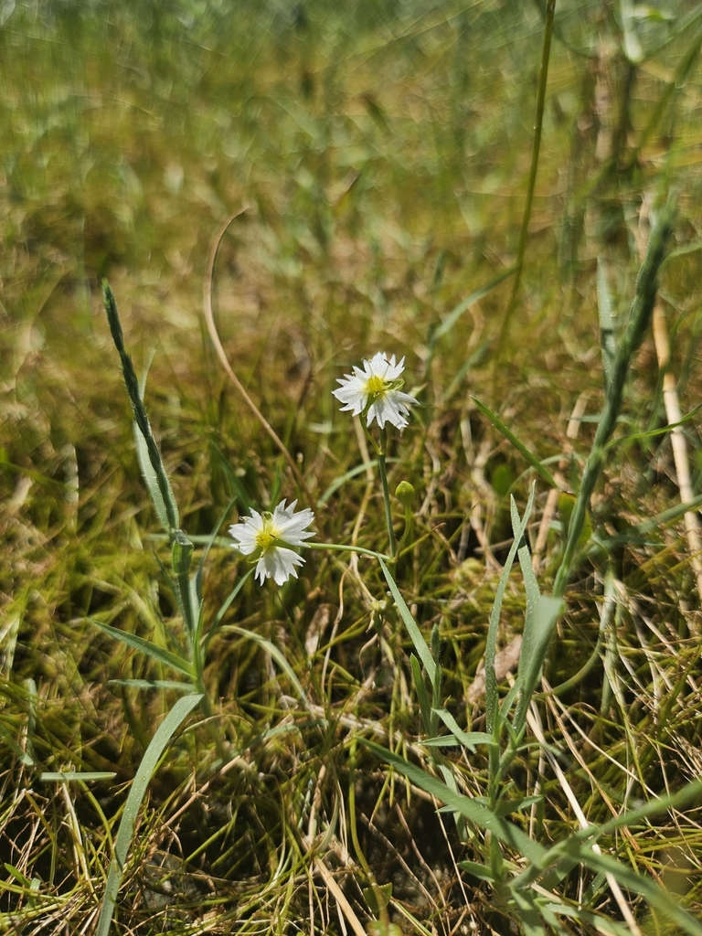 Damasonium californicum (California damsonium), native California herb