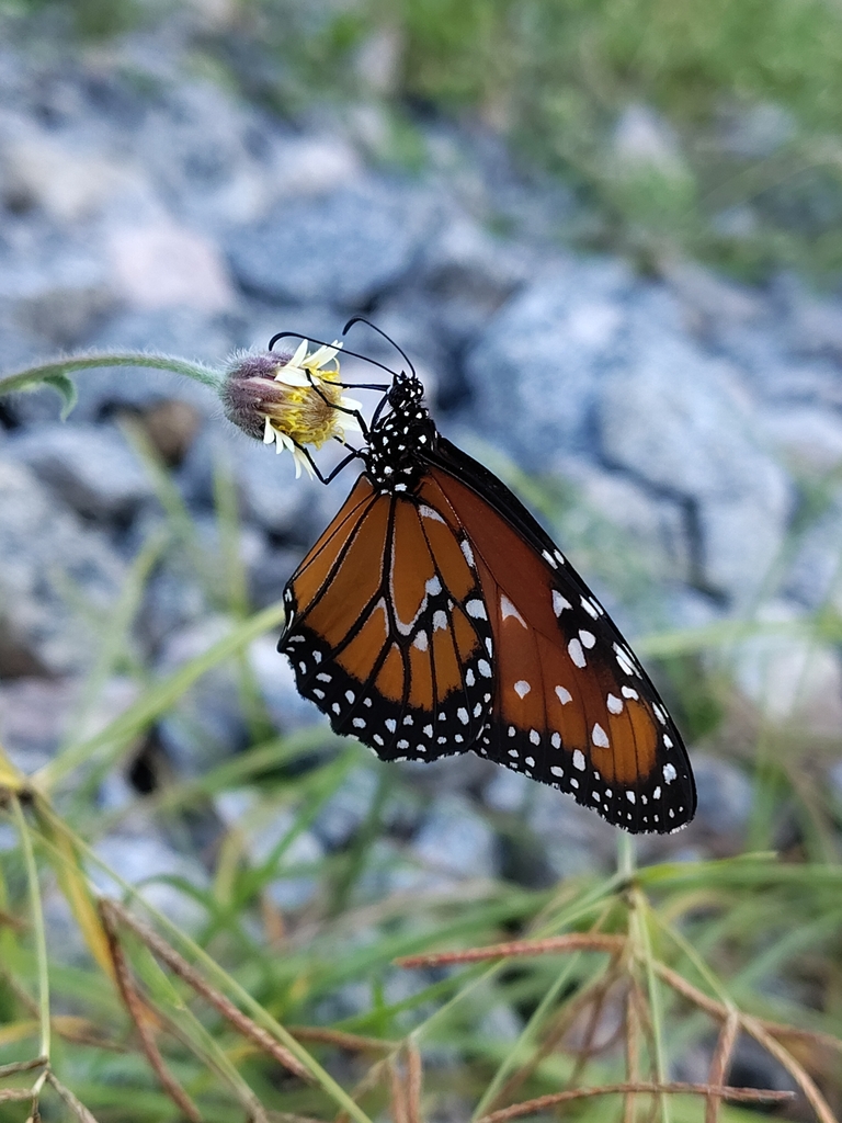Danaus gilippus (Queen), California species