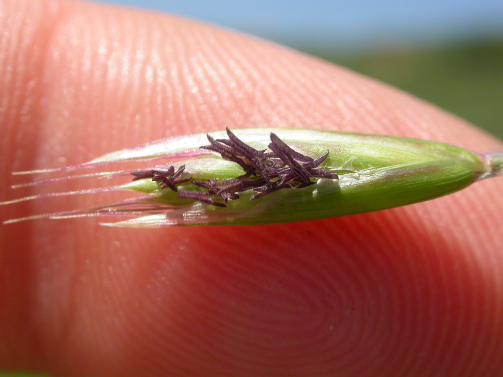 Danthonia californica (California oat grass), native California grass