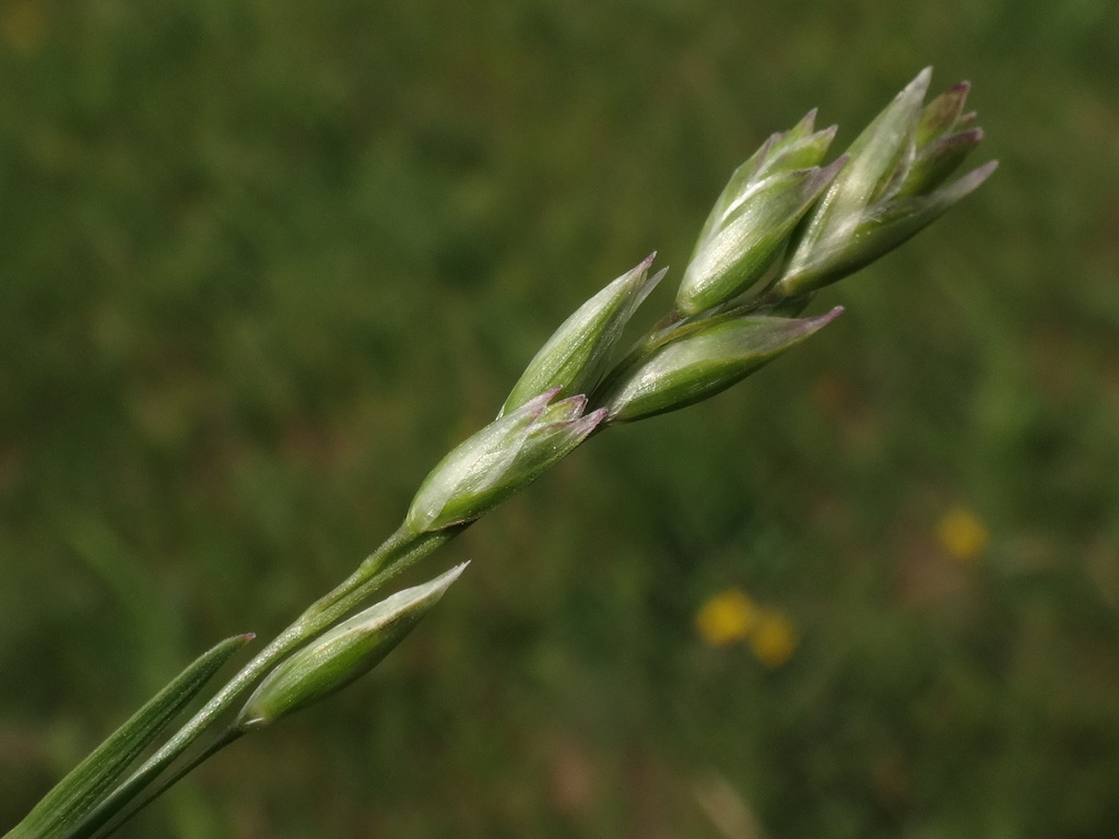 Danthonia decumbens (Mountain heath grass), non-native California grass