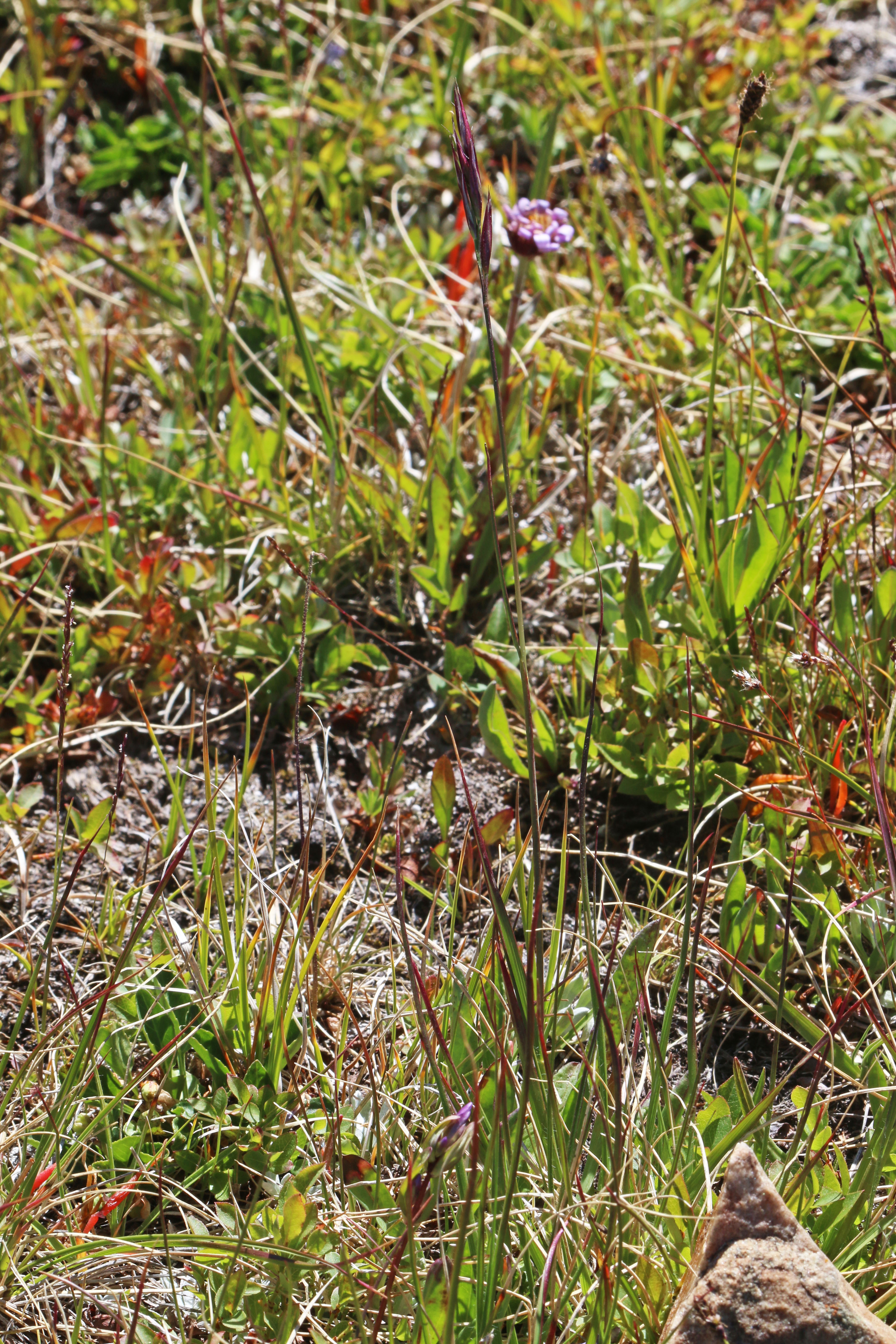 Danthonia intermedia subsp. intermedia (Intermediate oat grass), native California perennial
