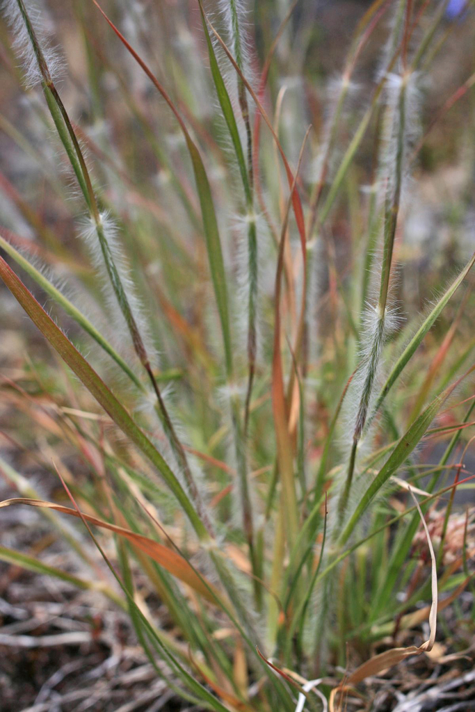 Danthonia unispicata (One-spike oat grass), native California grass