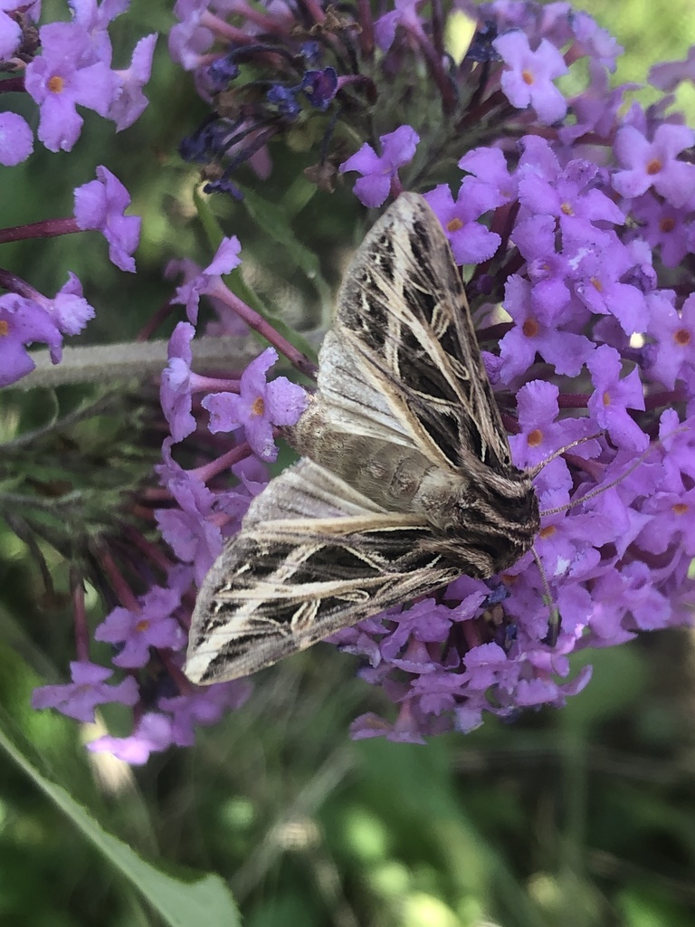Dargida procinctus, California species