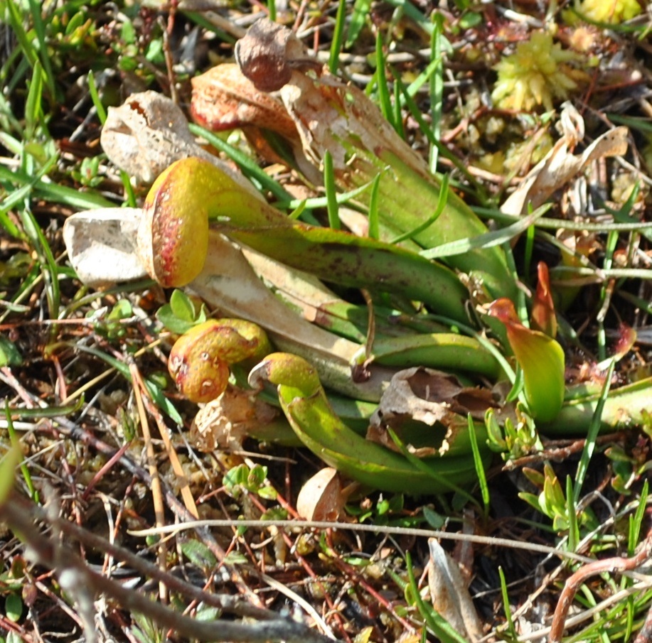 Darlingtonia californica (California pitcherplant), native California subshrub