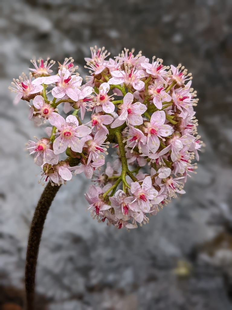 Darmera peltata (Indian rhubarb), native California herb