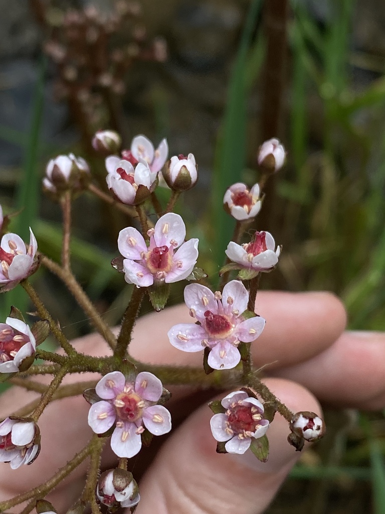 Darmera sp. (Umbrella plant), native California perennial