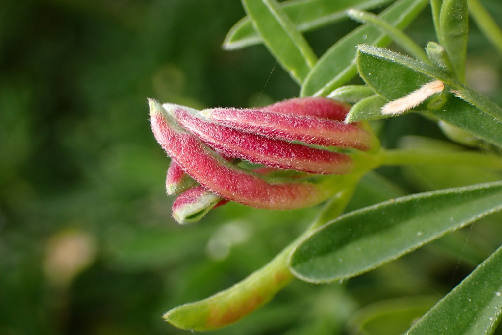 Dasineura lupinorum (Lupine Leaf Gall Midge), California species