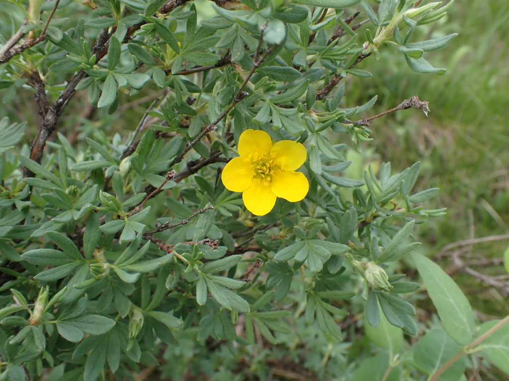 Dasiphora fruticosa (Shrubby cinquefoil), native California shrub