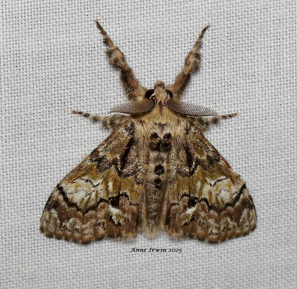 Dasychira sp. (Tussock Moth (genus-level)), California species