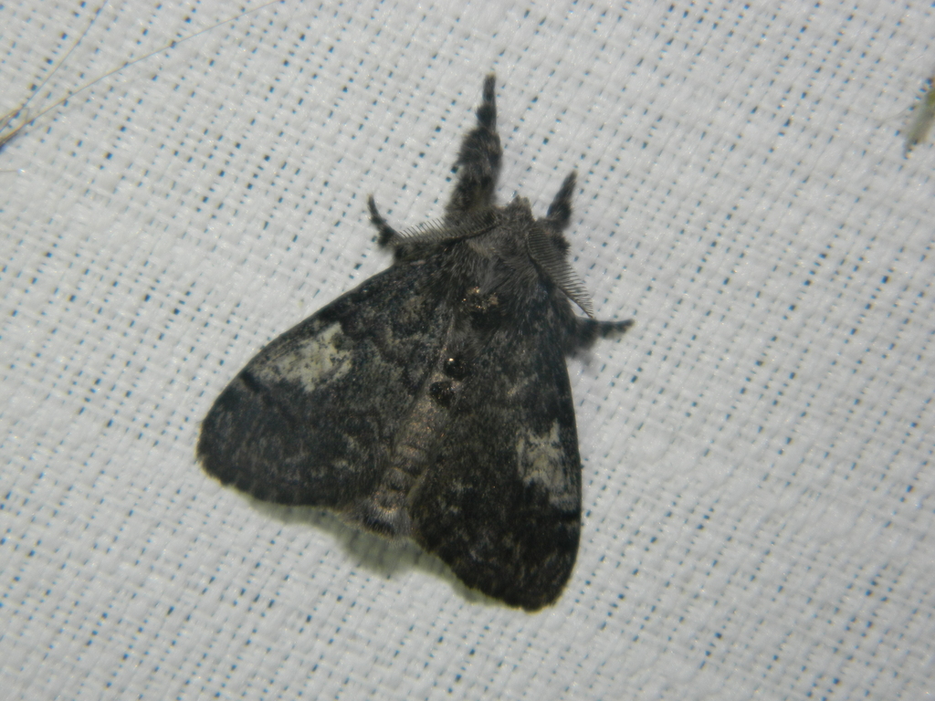 Dasychira vagans (Variable Tussock Moth), California species