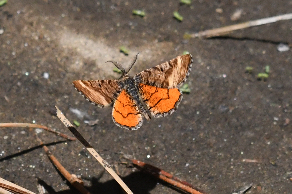 Dasyfidonia avuncularia (Red-winged Wave Moth), California species