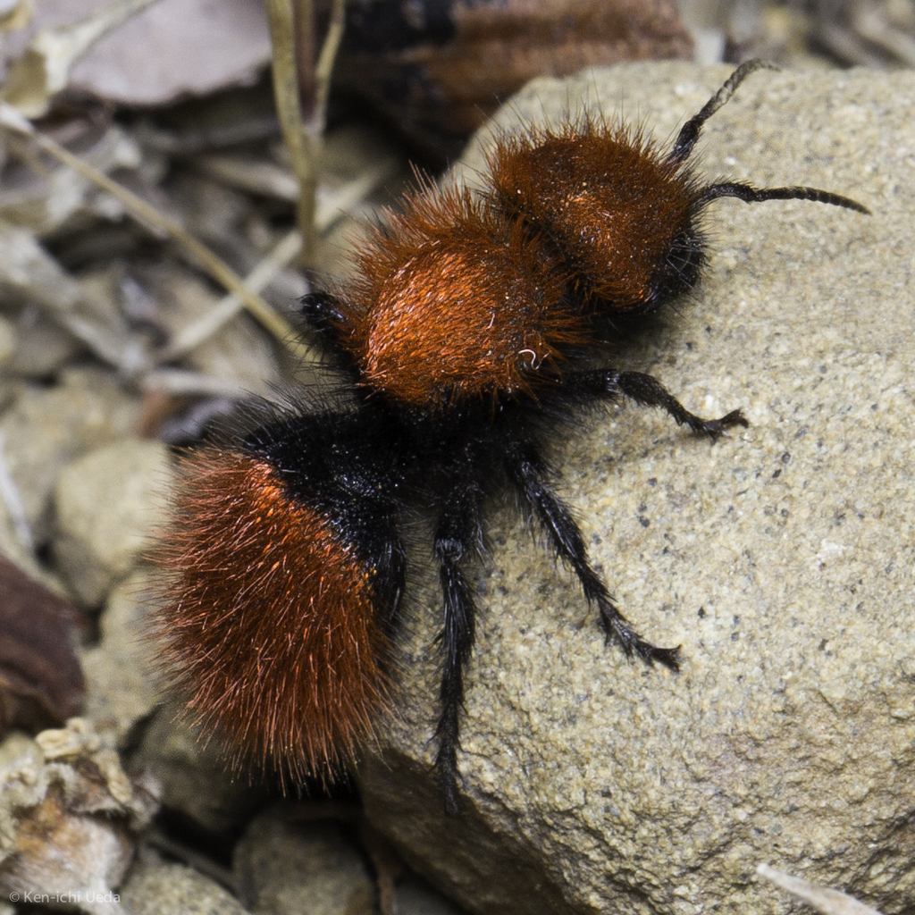 Dasymutilla aureola (Pacific Velvet Ant), California species