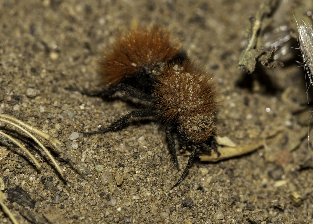 Dasymutilla californica, California species