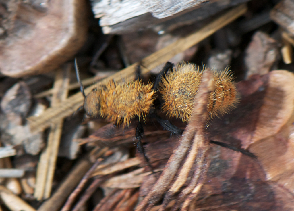 Dasymutilla coccineohirta, California species