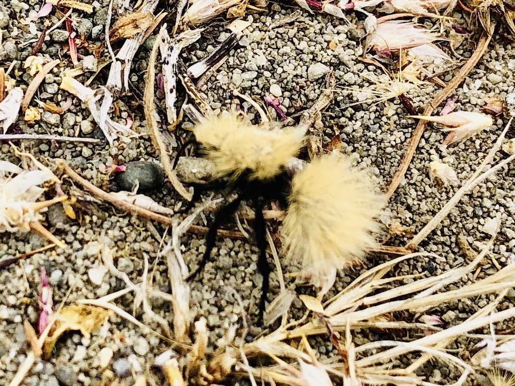 Dasymutilla sackenii (Sacken's Velvet Ant), California species