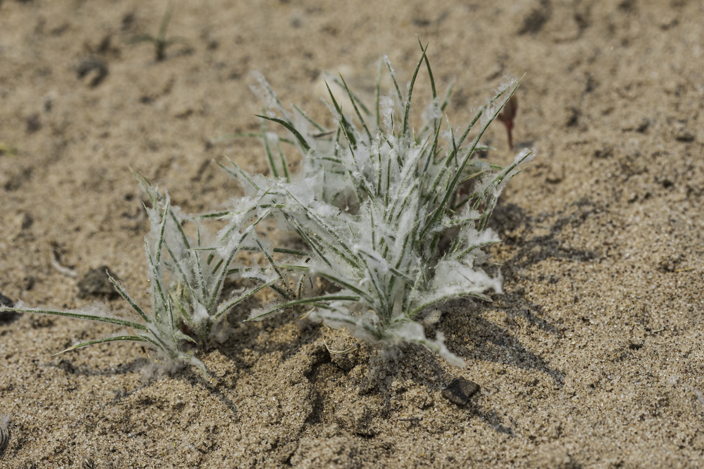 Dasyochloa pulchella (Low woollygrass), native California grass