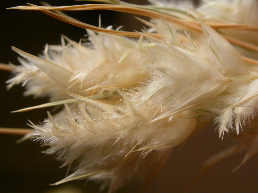 Dasyochloa sp. (Fluff grass), native California perennial