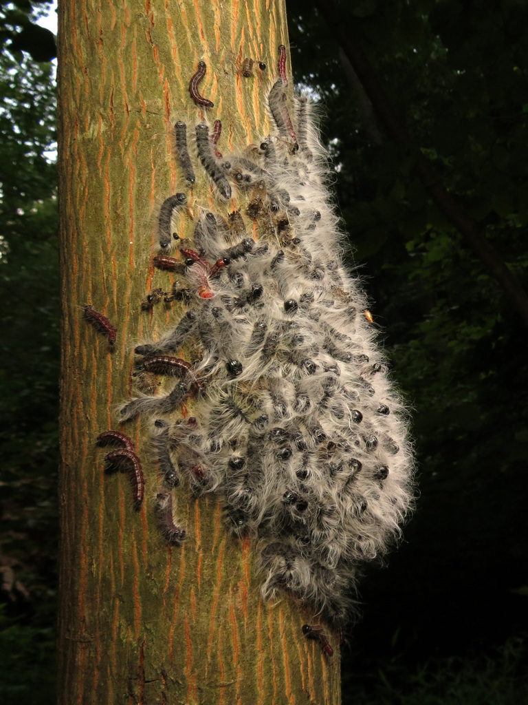 Datana integerrima (Walnut Caterpillar Moth), California species