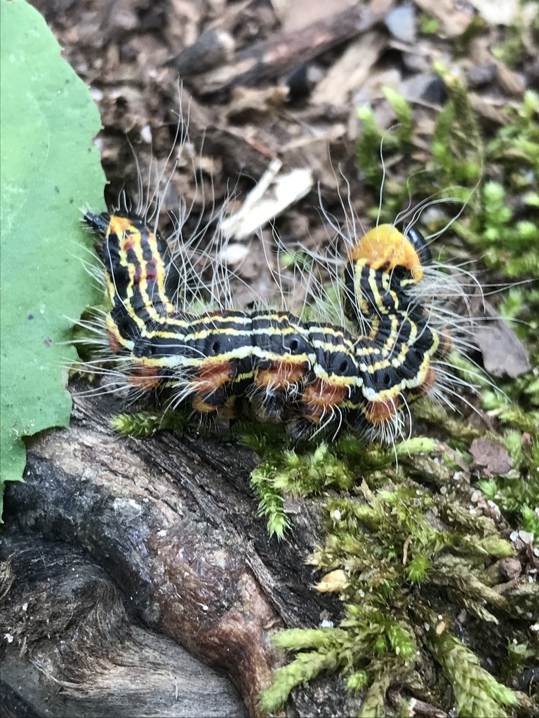 Datana ministra (Yellow-necked Caterpillar Moth), California species