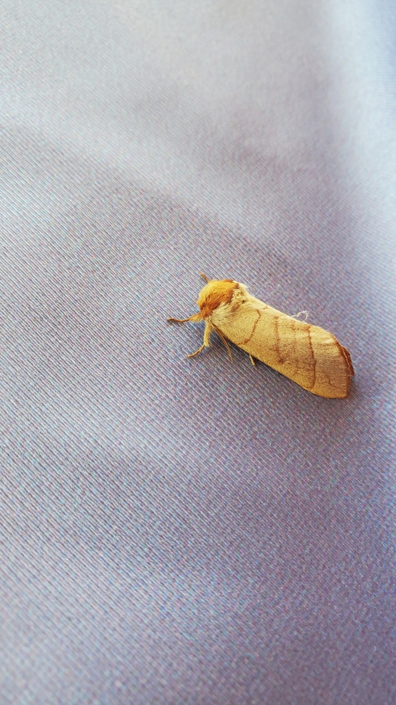 Datana perspicua (Spotted Datana), California species