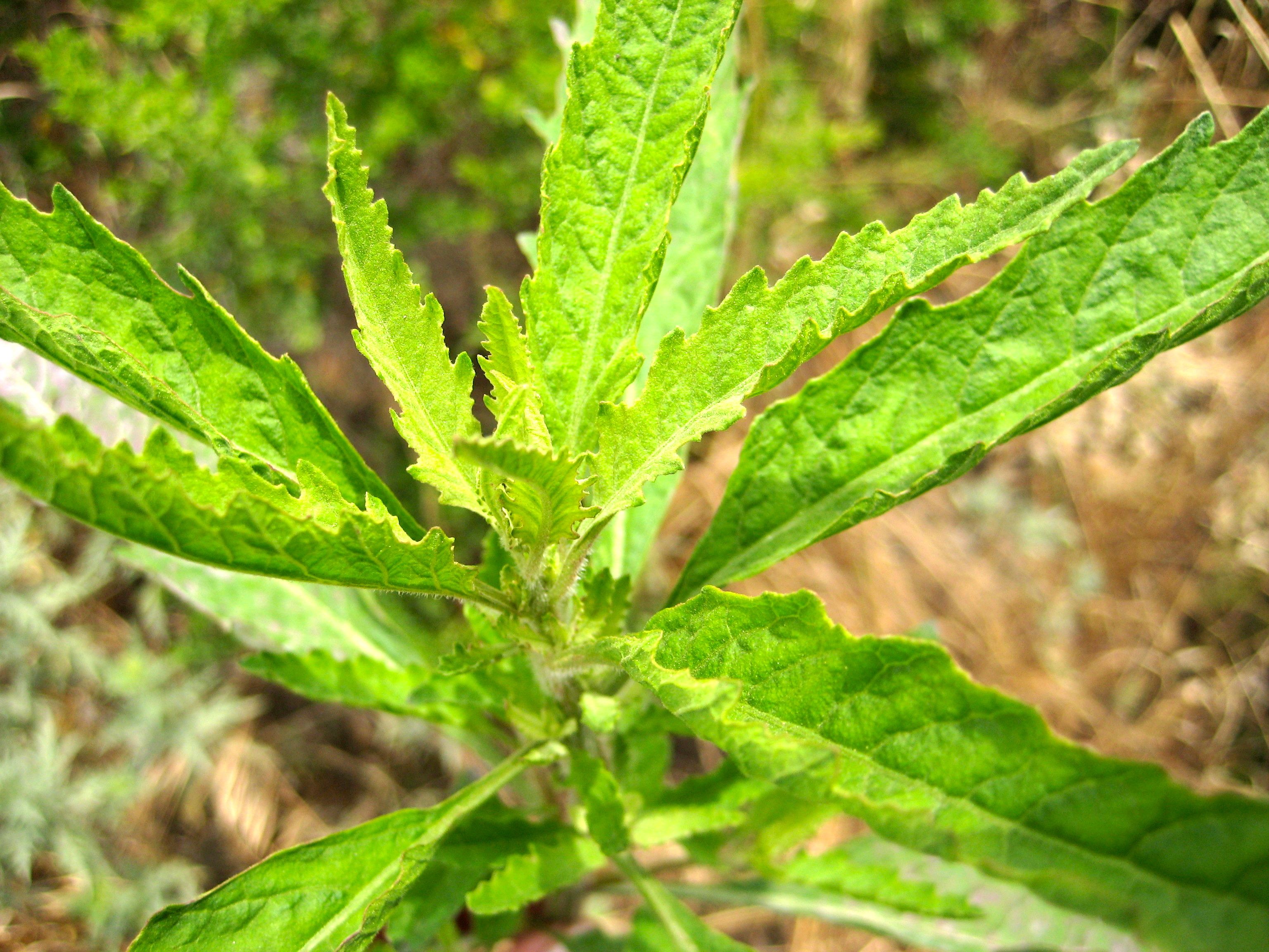 Datisca glomerata (Durango root), native California herb