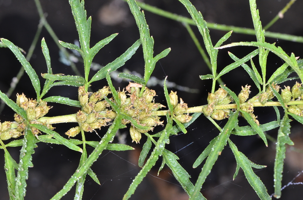 Datisca sp., native California perennial