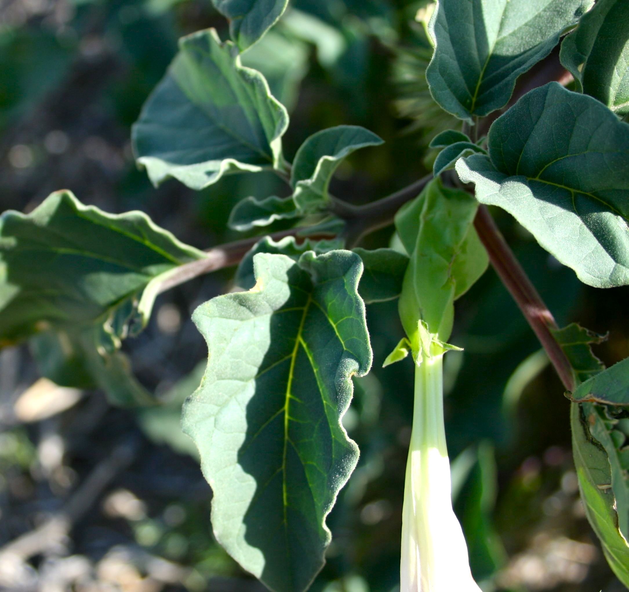 Datura discolor (Desert thorn-apple), native California herb