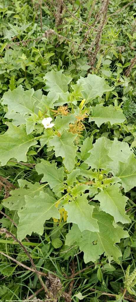 Datura ferox (Long-spined thorn-apple), non-native California annual