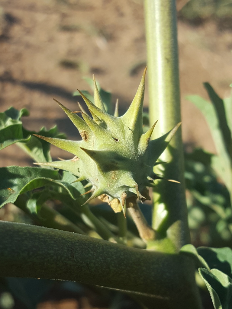 Datura quercifolia (Oak-leaved thorn-apple), California herb