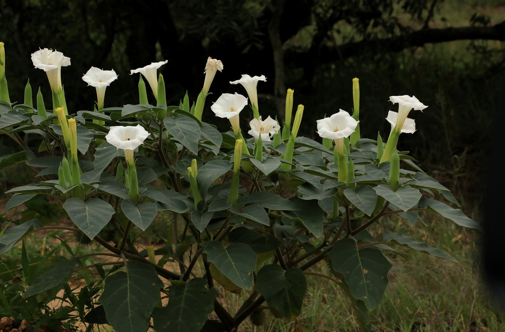 Datura sp. (Jimson weed), non-native California annual