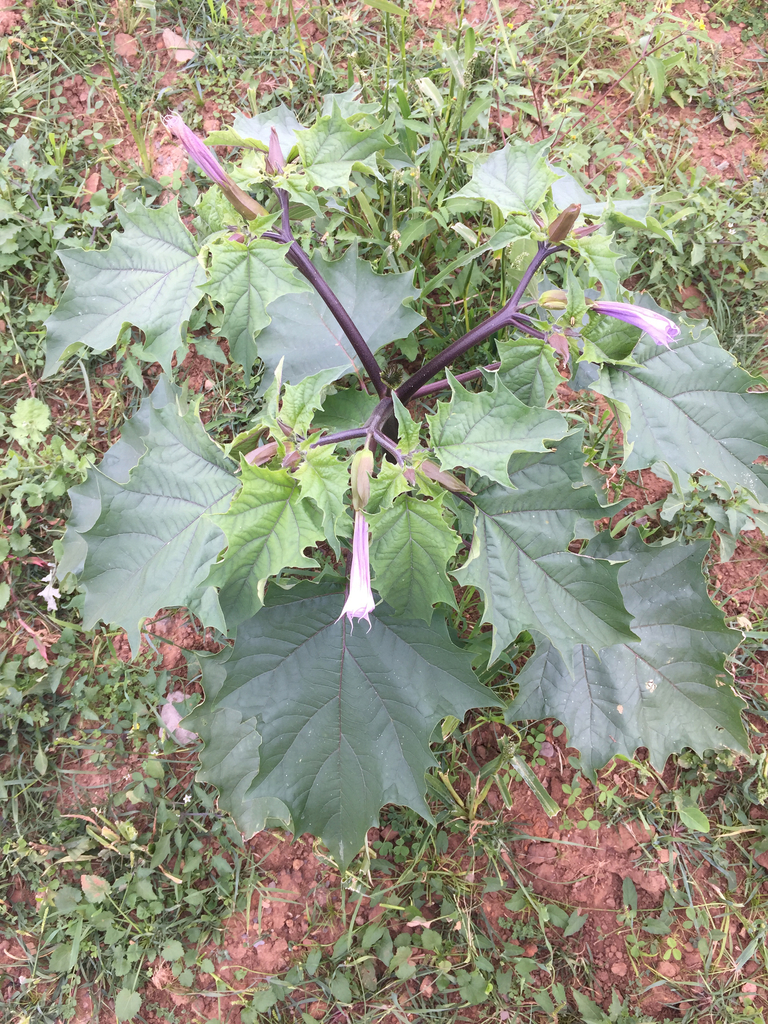 Datura stramonium (Jimson weed), non-native California subshrub