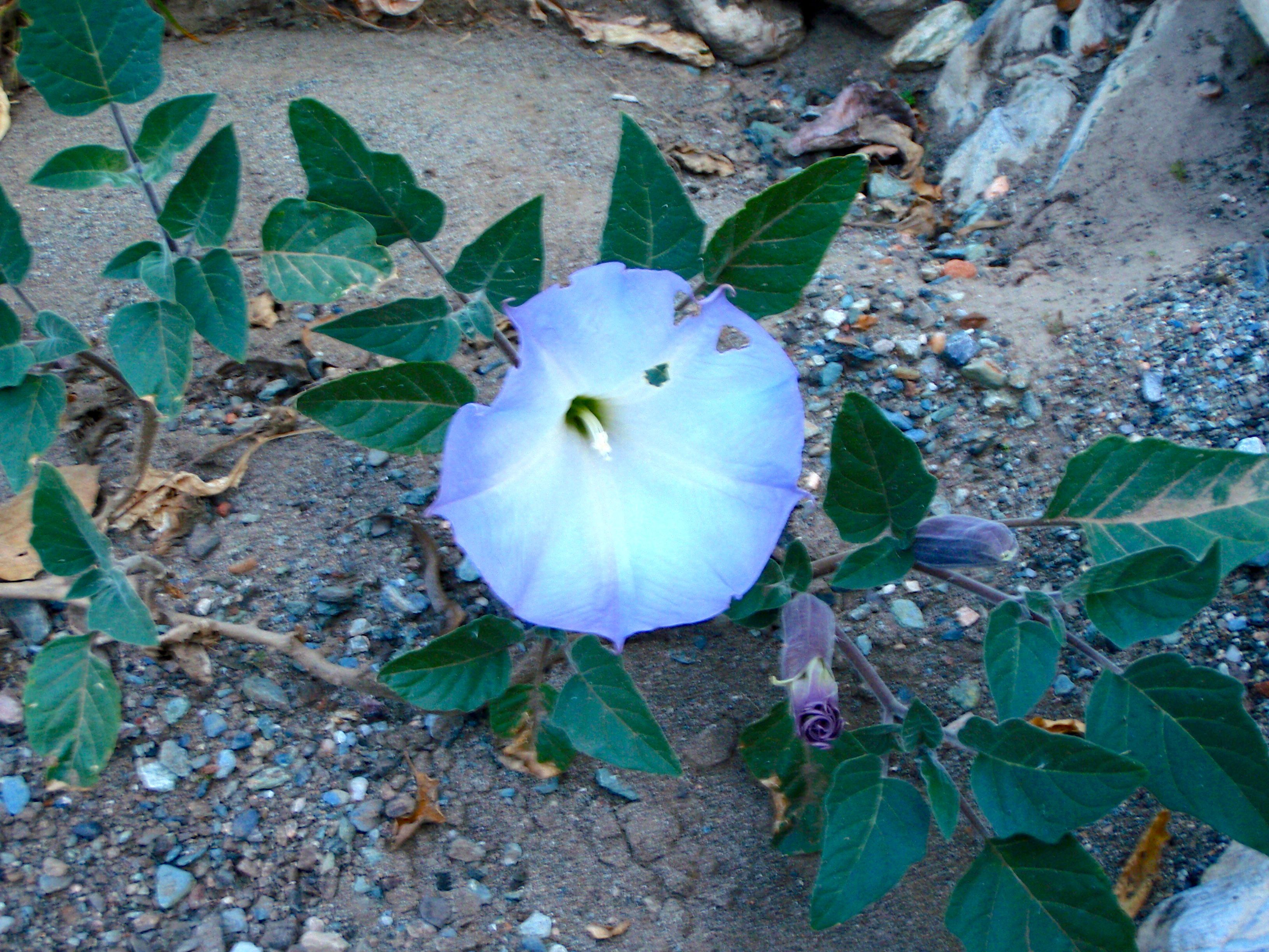 Datura wrightii (Sacred datura), native California subshrub