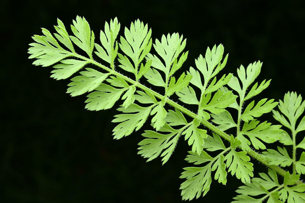 Daucus carota (Carrot), non-native California herb
