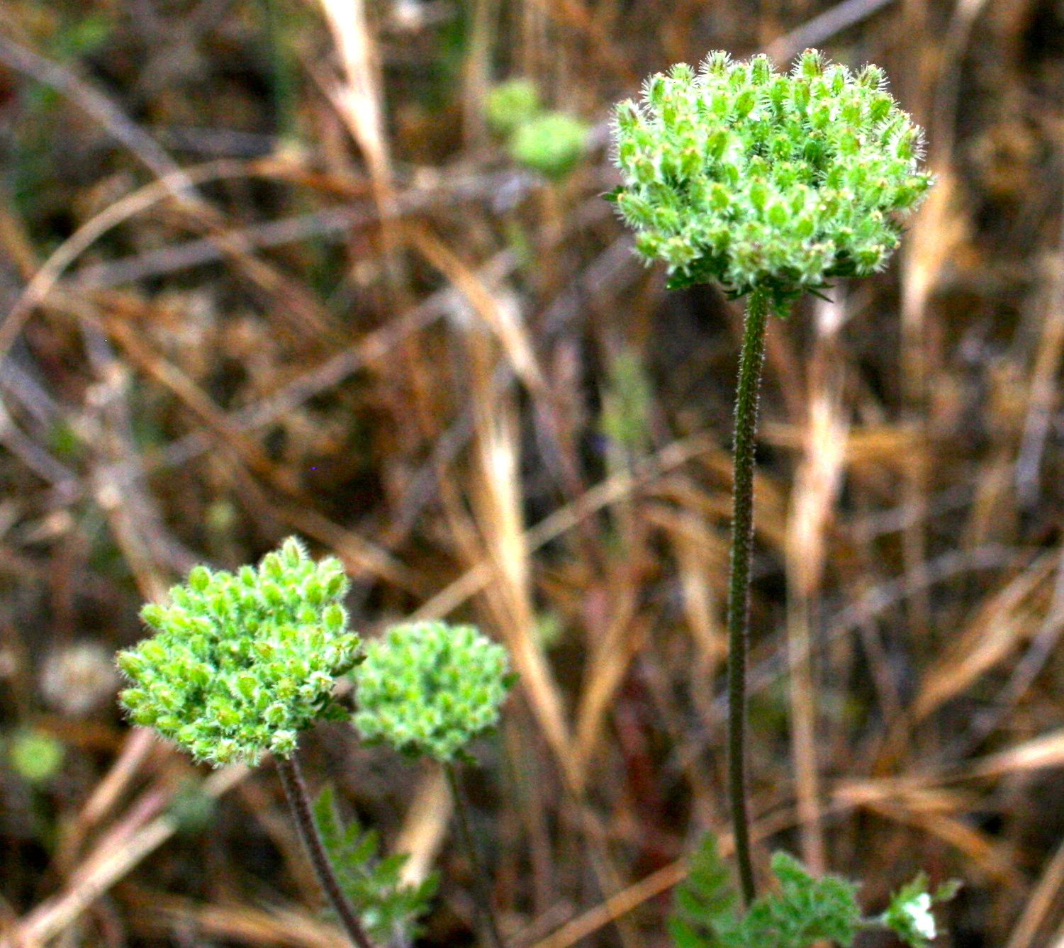 Daucus pusillus (American wild carrot), native California herb