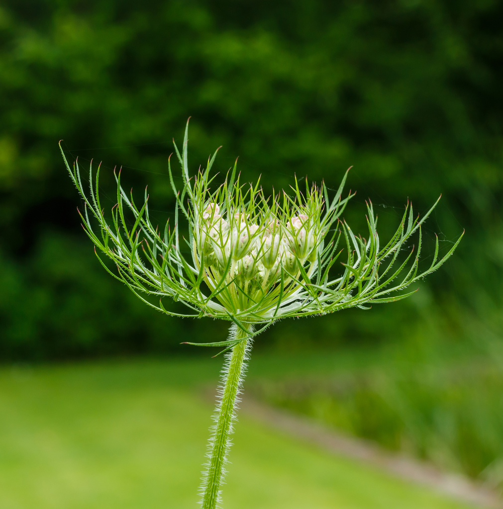 Daucus sp., non-native California annual