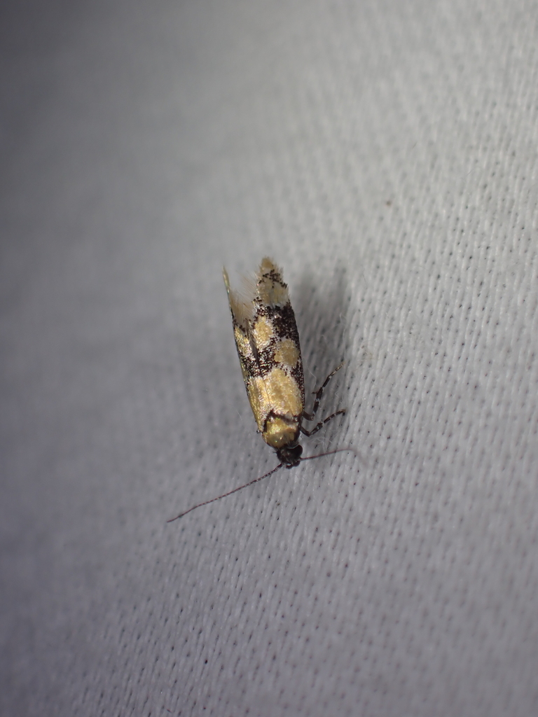 Decantha stonda, California species