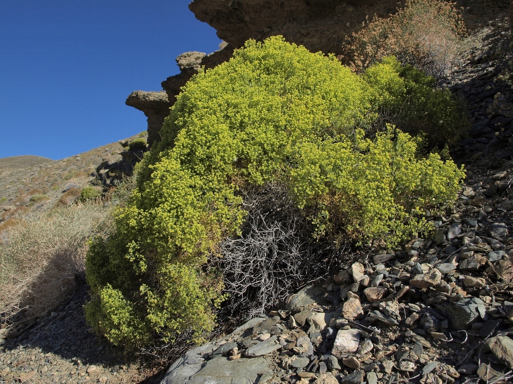 Dedeckera eurekensis (July gold), native California shrub