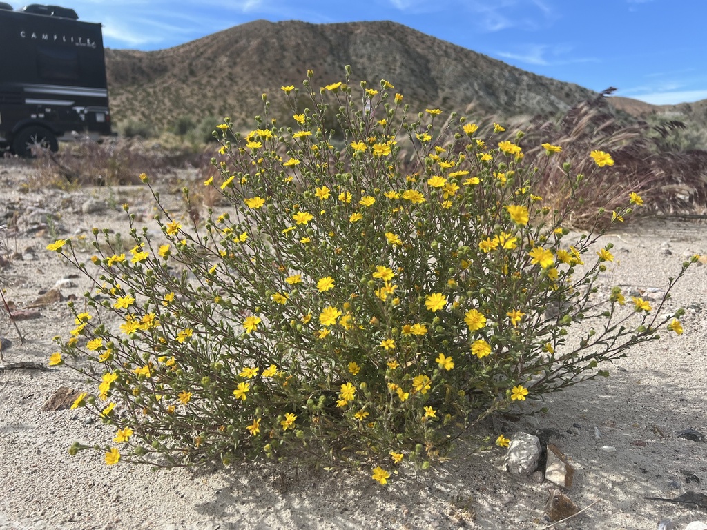 Deinandra arida (Red rock tarplant), native California herb