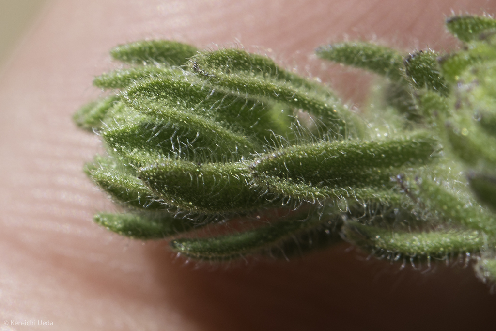 Deinandra bacigalupii (Livermore tarplant), native California herb
