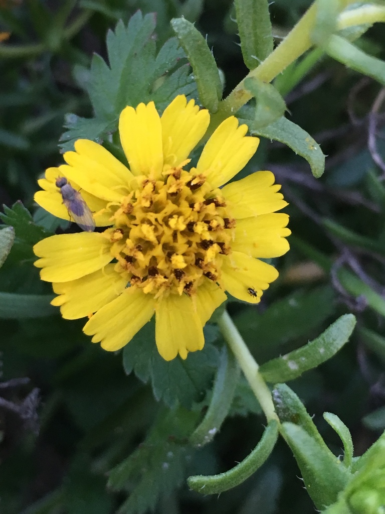 Deinandra clementina (Island tarplant), native California shrub