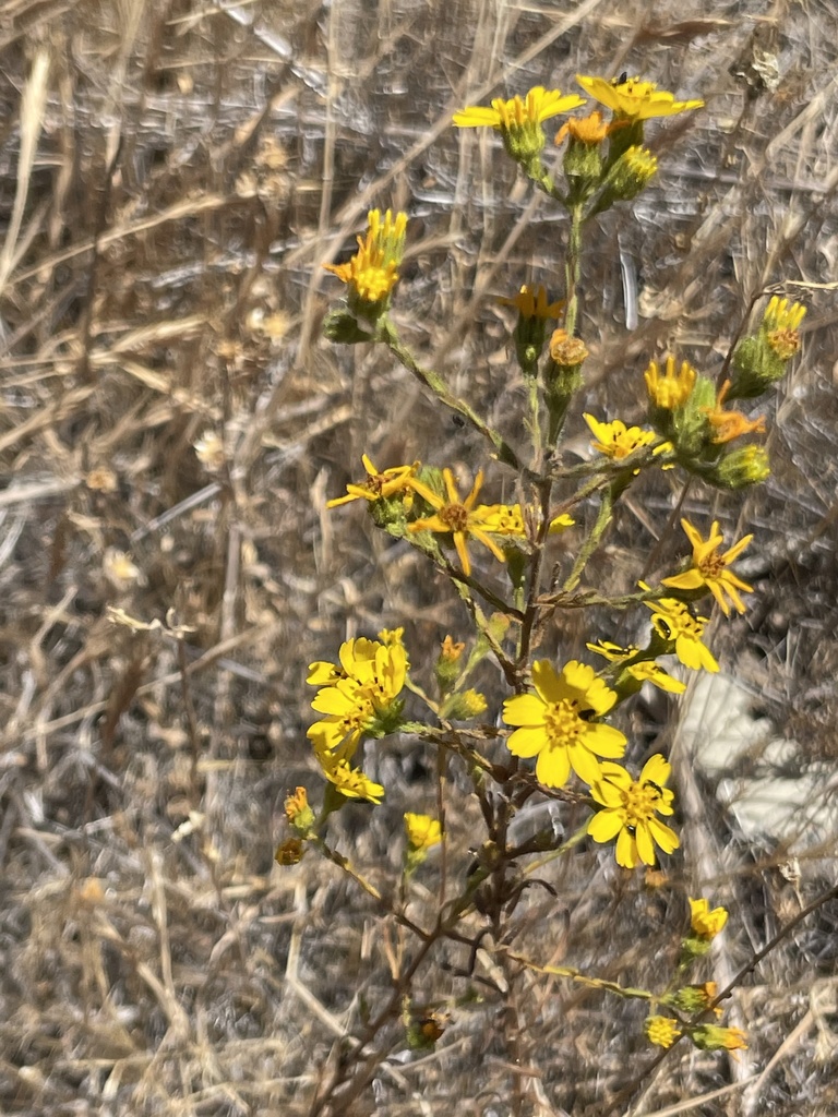 Deinandra conjugens (Otay tarplant), native California herb