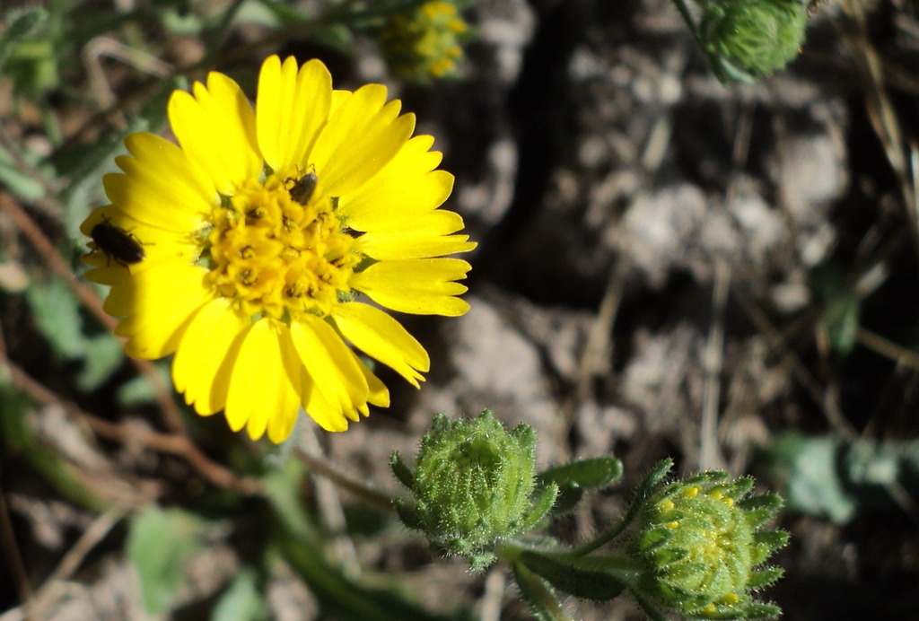 Deinandra corymbosa (Coastal tarweed), native California herb