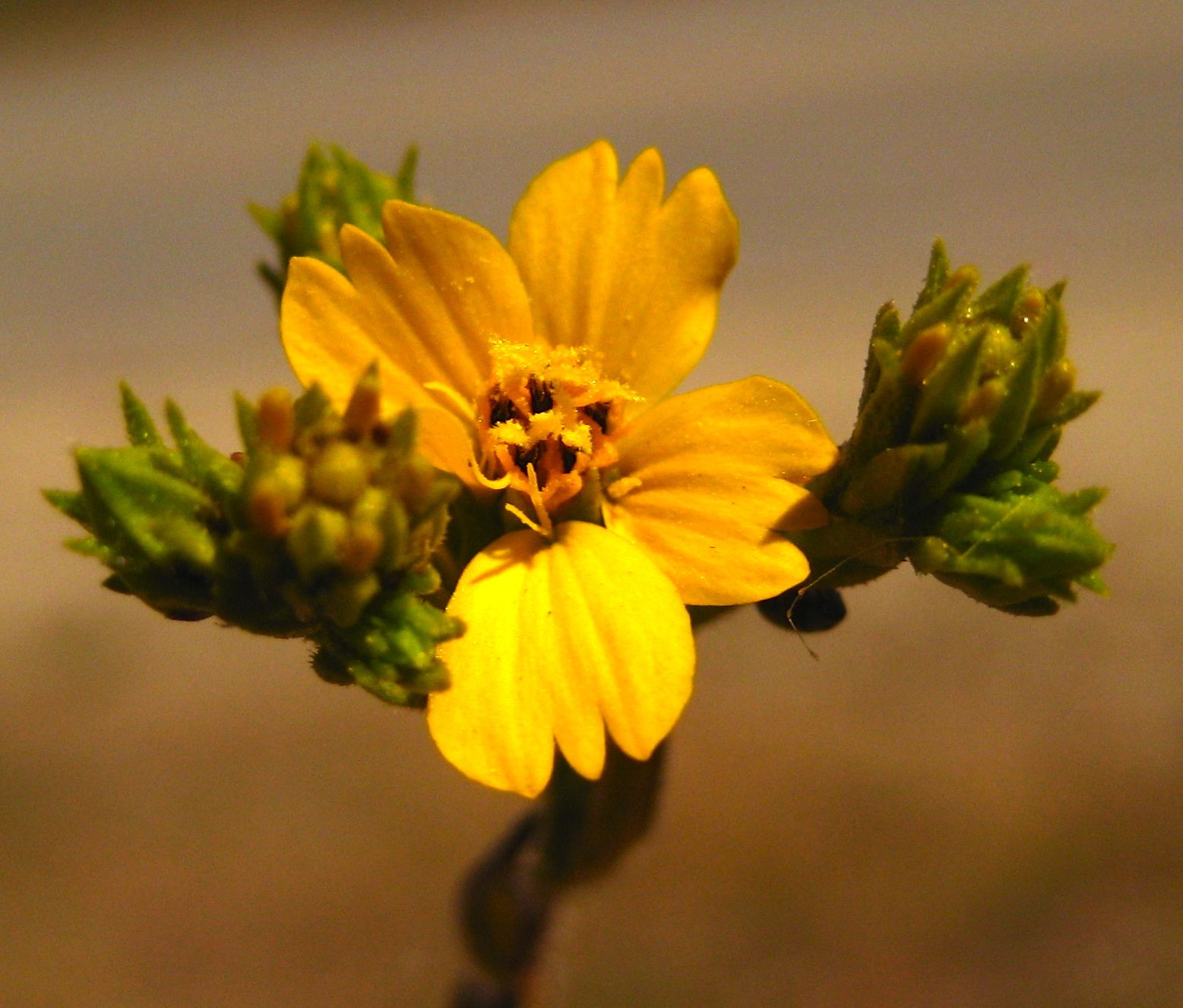 Deinandra fasciculata (Clustered tarweed), native California herb