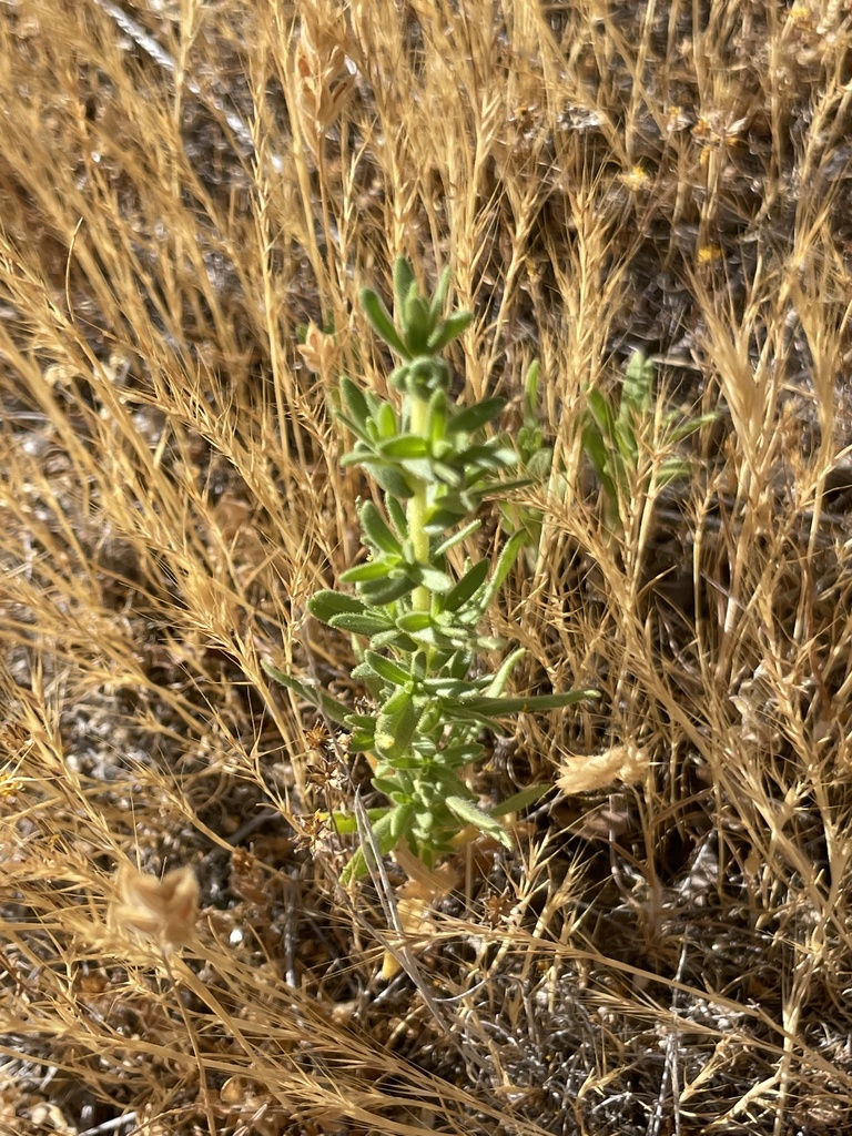Deinandra floribunda (Tecate tarplant), native California herb