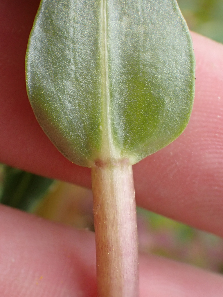 Deinandra halliana (Hall's tarplant), native California herb